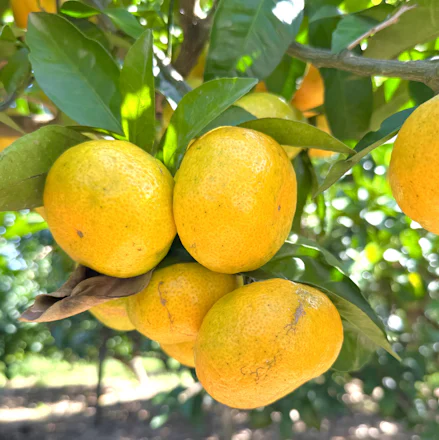 【三浦】甘くて濃い“まるでジュース”な極上みかん狩り「ザ・作兵衛フルーツガーデン石井みかん園」